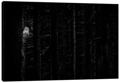 Black & White Owl Canvas Art Print - Ondřej Prosický