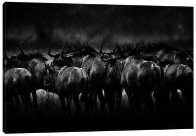 Blue Wildebeest In The Rain Canvas Art Print - Antelope Art