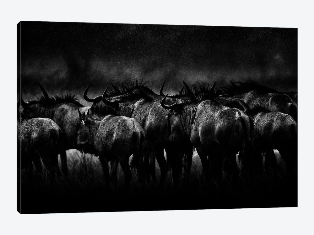 Blue Wildebeest In The Rain by Ondřej Prosický 1-piece Canvas Print
