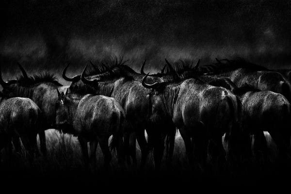 Antelopes: Blue Wildebeest In The Rain by Ondřej Prosický