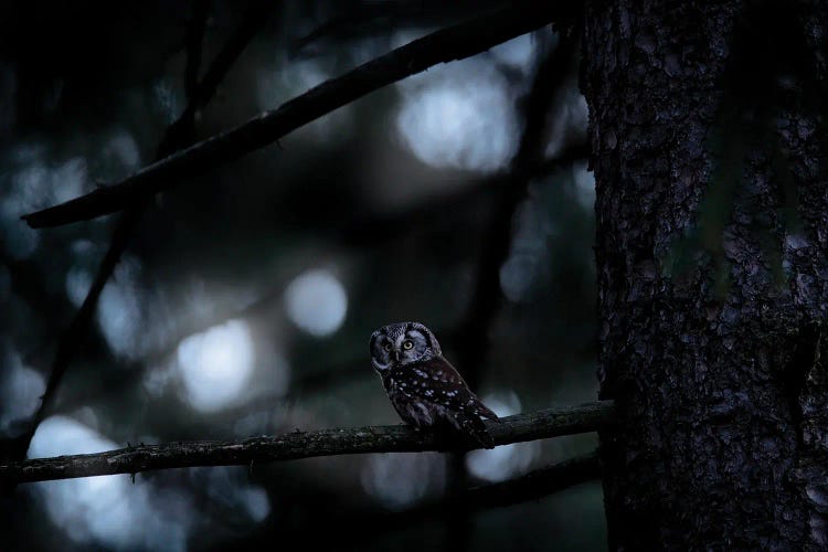 Boreal Owl In The Night