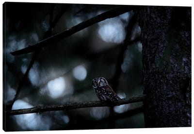 Boreal Owl In The Night Canvas Art Print - Ondřej Prosický