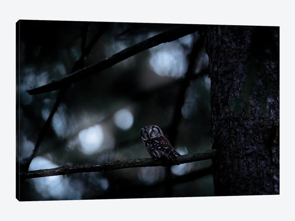 Boreal Owl In The Night by Ondřej Prosický 1-piece Canvas Wall Art
