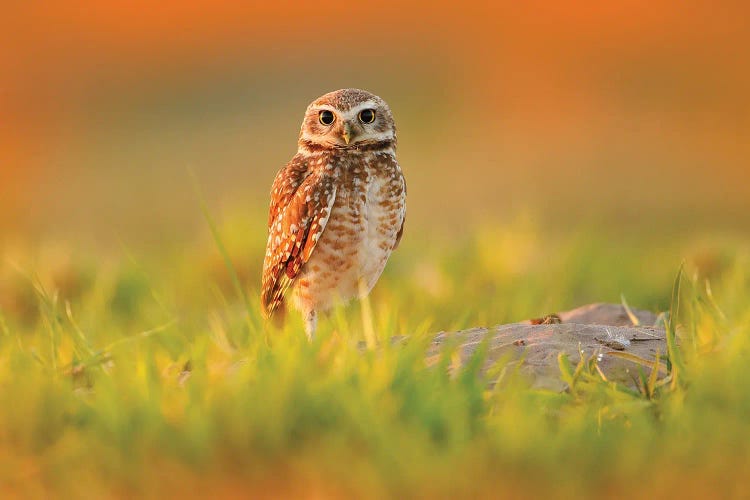 Brazil Little Owl