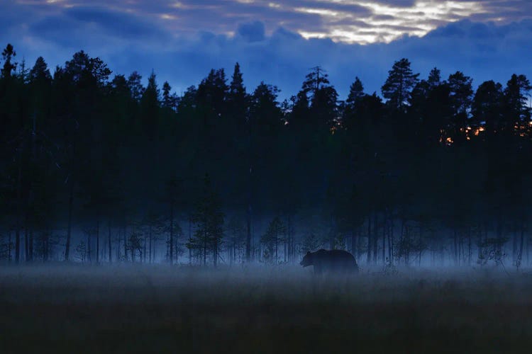 Brown Bear After Sunset