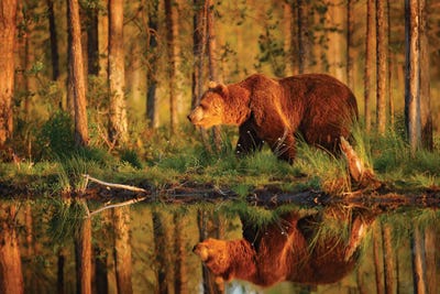 Brown Bear Evening Reflection by Ondřej Prosický framed wall art