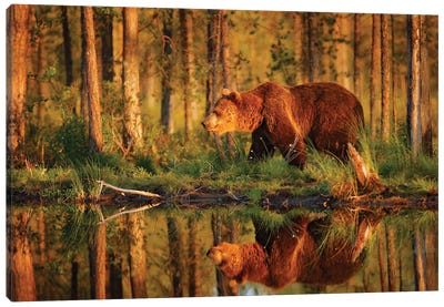 Brown Bear Evening Reflection Canvas Art Print - Grizzly Bear Art