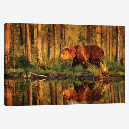Brown Bear Evening Reflection Canvas Print #OPR29} by Ondřej Prosický Canvas Print