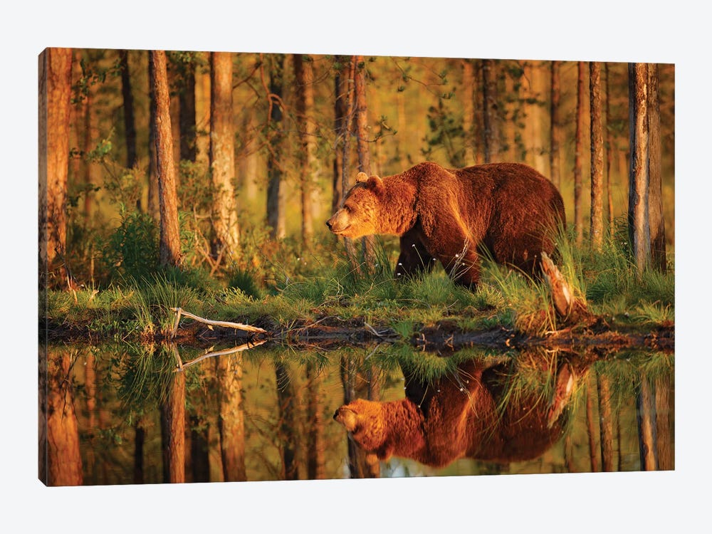 Brown Bear Evening Reflection by Ondřej Prosický 1-piece Canvas Art Print