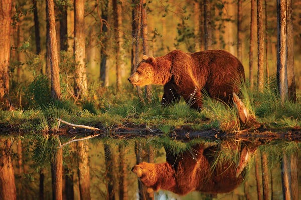 Ondřej Prosický: Brown Bear Evening Reflection by Ondřej Prosický