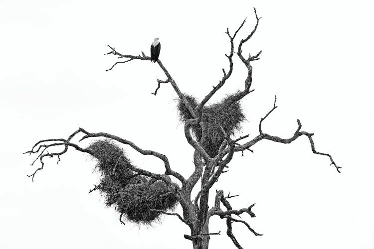 African Fish Eagle In Black & White