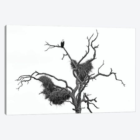 African Fish Eagle In Black & White Canvas Print #OPR2} by Ondřej Prosický Canvas Art