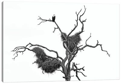 African Fish Eagle In Black & White Canvas Art Print - Eagle Art