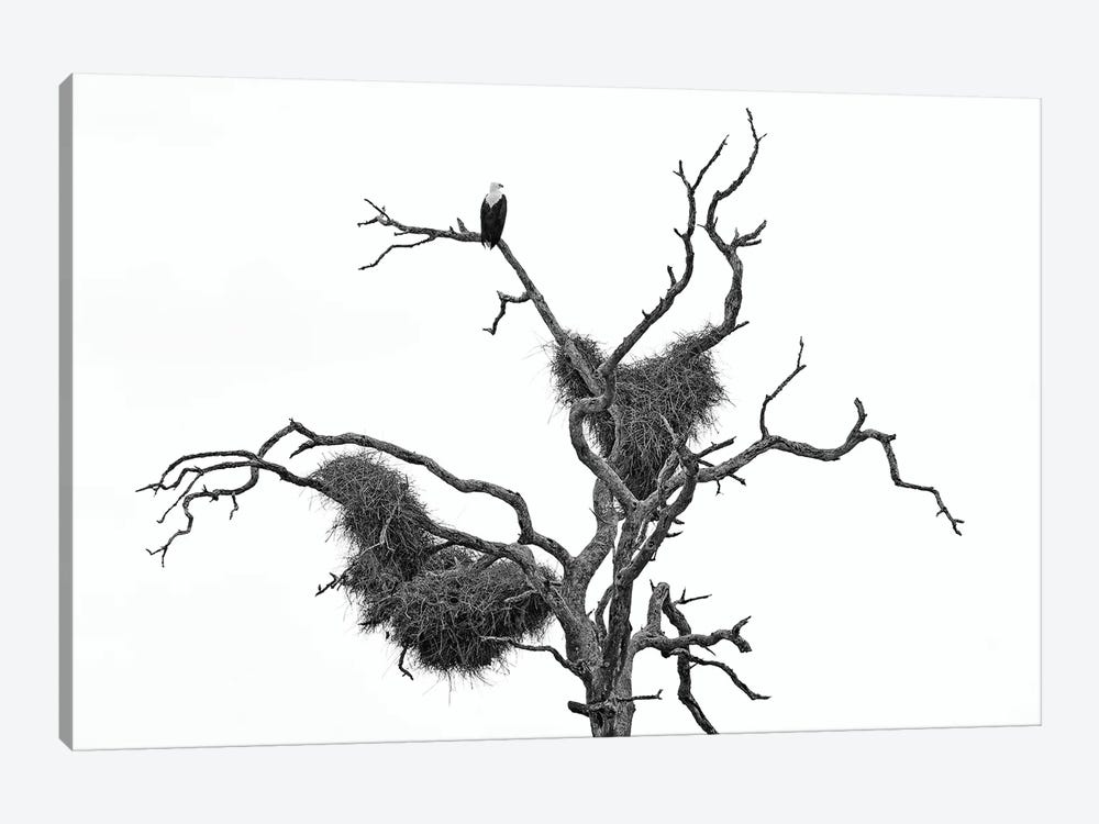African Fish Eagle In Black & White by Ondřej Prosický 1-piece Art Print