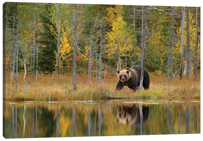 Brown Bear In Fall Lake Reflection Canvas Art Print - Grizzly Bear Art