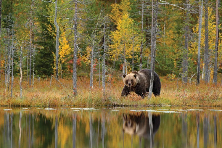 Brown Bear In Fall Lake Reflection