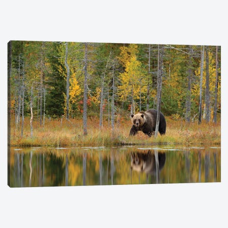 Brown Bear In Fall Lake Reflection Canvas Print #OPR30} by Ondřej Prosický Canvas Art