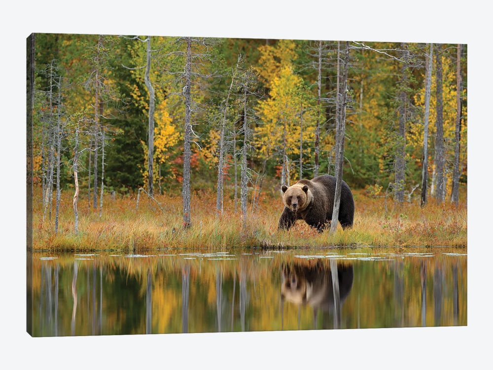 Brown Bear In Fall Lake Reflection by Ondřej Prosický 1-piece Canvas Print