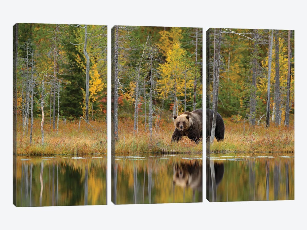 Brown Bear In Fall Lake Reflection by Ondřej Prosický 3-piece Canvas Print