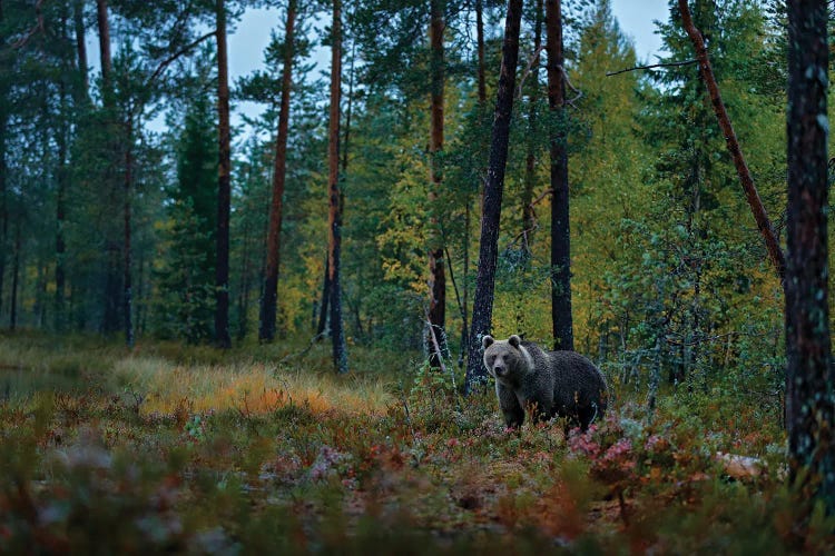 Brown Bear In Finland Taiga