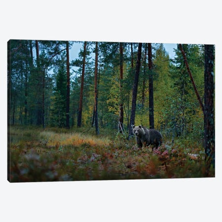 Brown Bear In Finland Taiga Canvas Print #OPR31} by Ondřej Prosický Canvas Wall Art