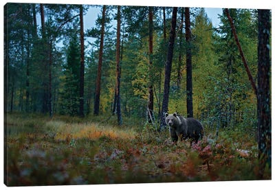 Brown Bear In Finland Taiga Canvas Art Print - Ondřej Prosický