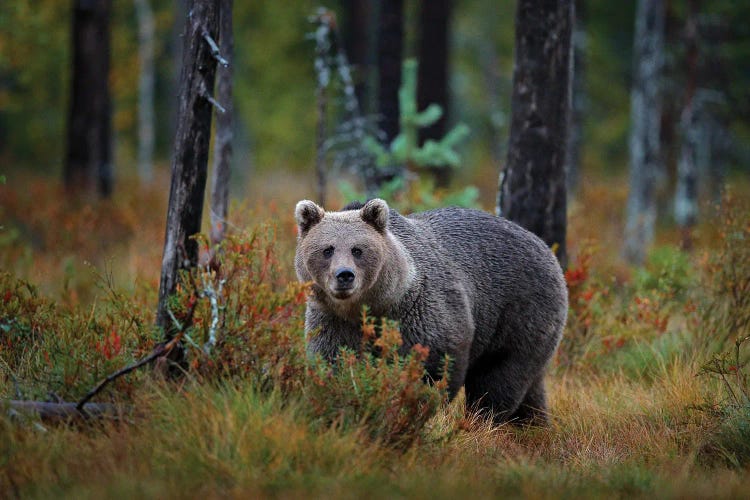 Brown Bear In Finland Taiga In Close-Up