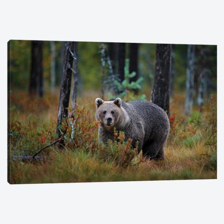 Brown Bear In Finland Taiga In Close-Up Canvas Print #OPR32} by Ondřej Prosický Canvas Wall Art