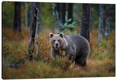 Brown Bear In Finland Taiga In Close-Up Canvas Art Print - Grizzly Bear Art