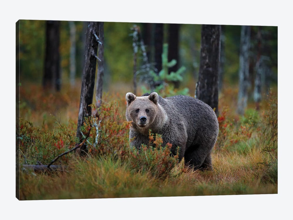 Brown Bear In Finland Taiga In Close-Up by Ondřej Prosický 1-piece Canvas Art Print