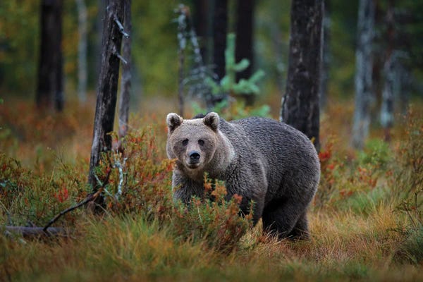 Grizzly Bears: Brown Bear In Finland Taiga In Close-Up by Ondřej Prosický