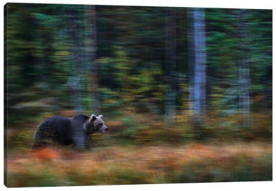 Brown Bear In Motion Canvas Art Print - Grizzly Bear Art