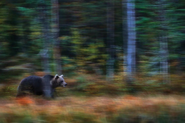 Brown Bear In Motion