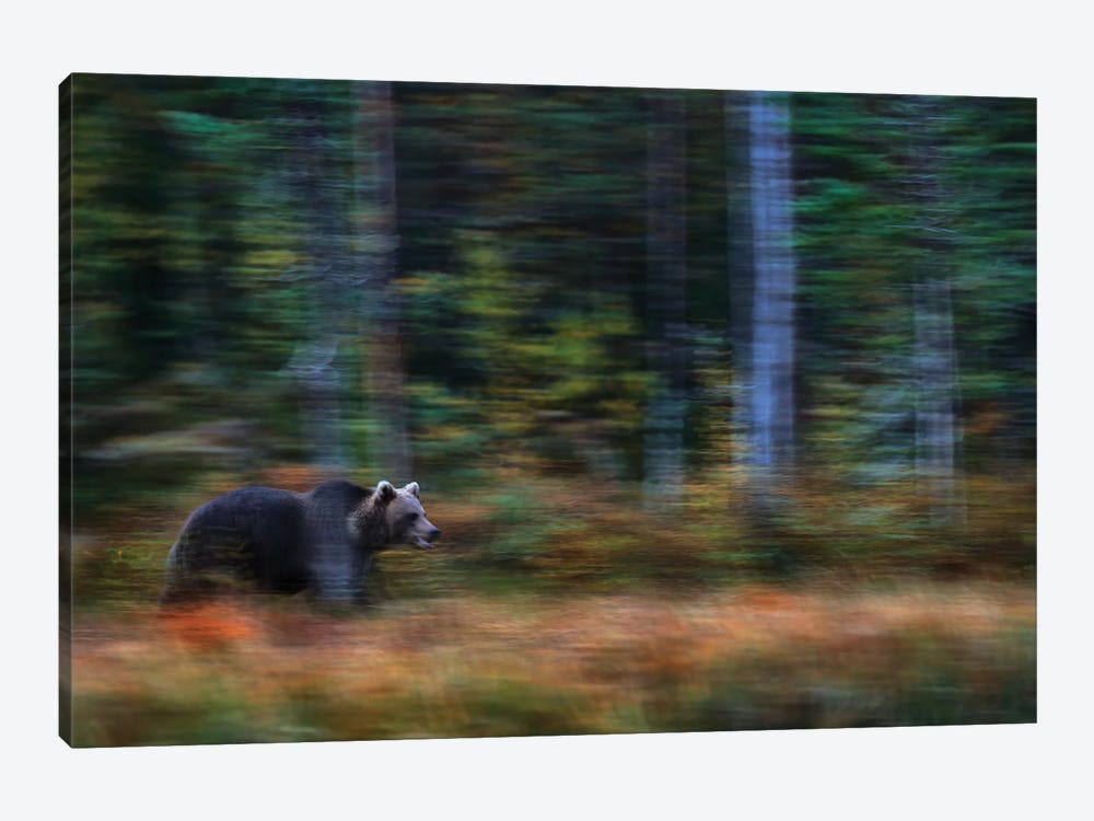 Brown Bear In Motion by Ondřej Prosický 1-piece Canvas Artwork