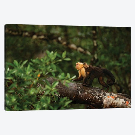 Capuchin Monkey With Baby On The Back Canvas Print #OPR34} by Ondřej Prosický Canvas Print