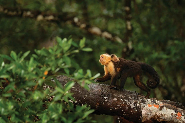 Capuchin Monkey With Baby On The Back