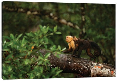 Capuchin Monkey With Baby On The Back Canvas Art Print - Photogenic Animals