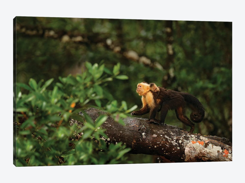 Capuchin Monkey With Baby On The Back by Ondřej Prosický 1-piece Canvas Print