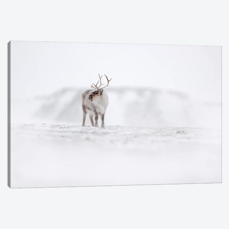 Caribou In Svalbard Canvas Print #OPR35} by Ondřej Prosický Canvas Art Print