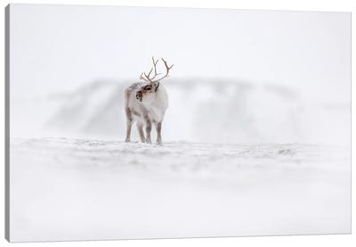 Caribou In Svalbard Canvas Art Print - Ondřej Prosický