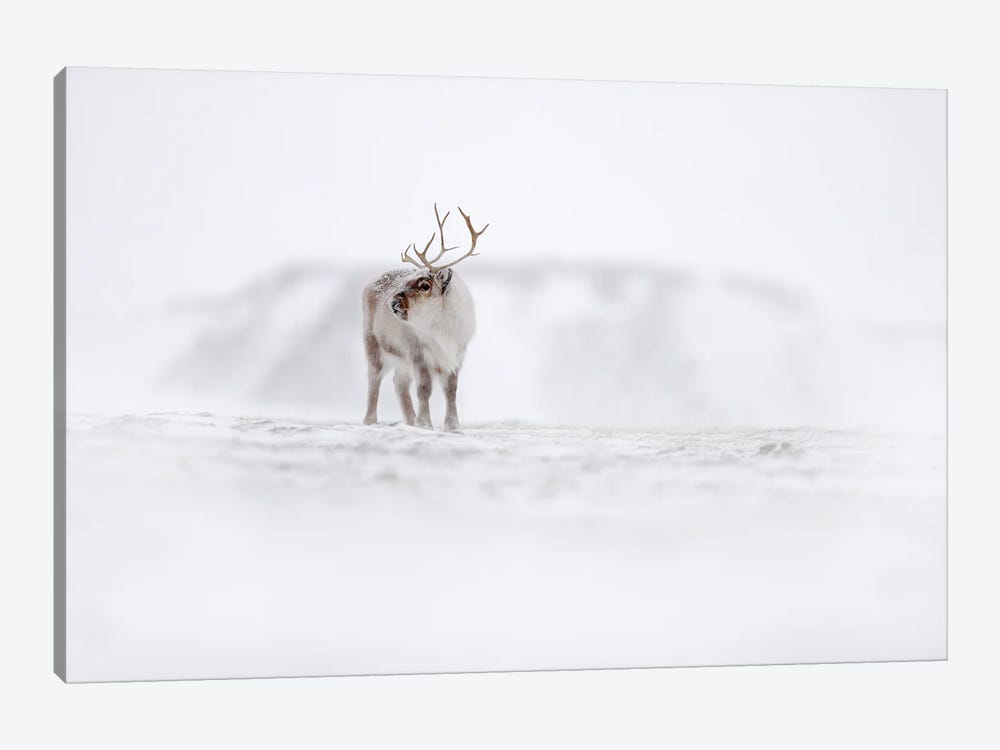 Caribou In Svalbard by Ondřej Prosický 1-piece Canvas Art