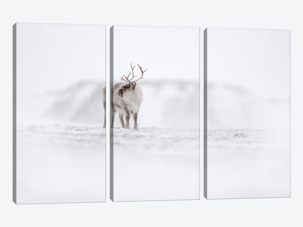 Caribou In Svalbard by Ondřej Prosický 3-piece Canvas Art