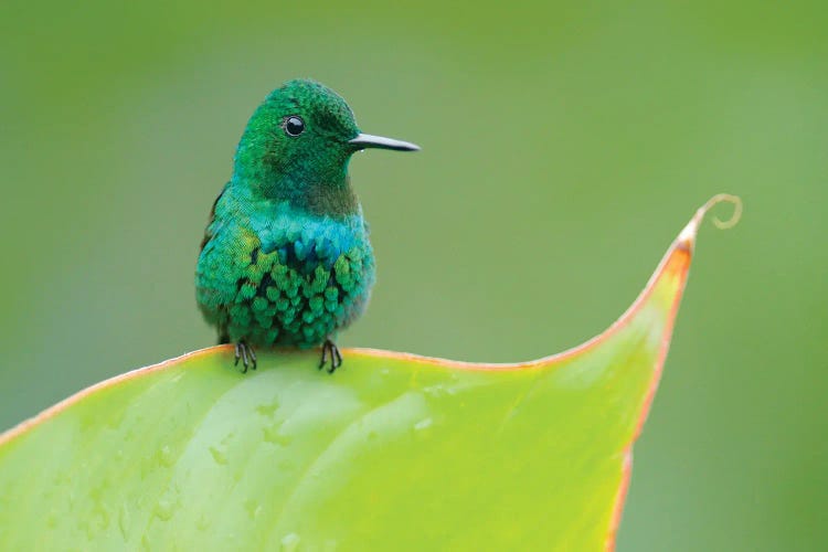 Cute Hummingbird On A Leaf