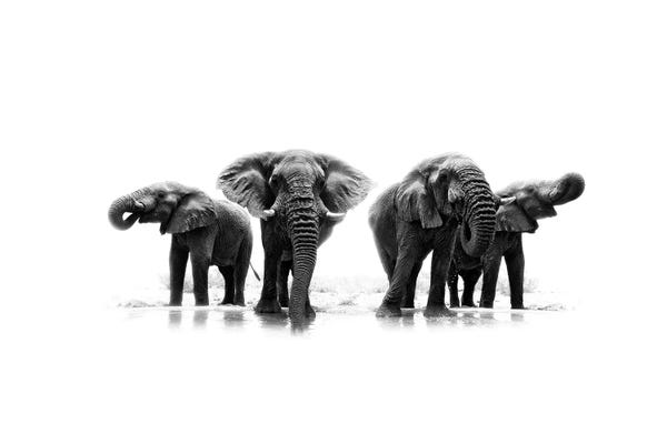 Elephants: Drinking Party by Ondřej Prosický