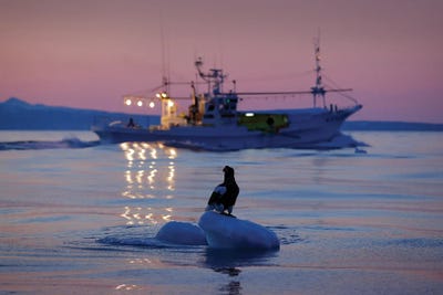 Eagle And A Boat by Ondřej Prosický framed wall art