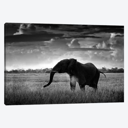 Elephant In Black & White Canvas Print #OPR41} by Ondřej Prosický Canvas Art Print