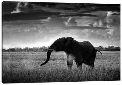 Elephant In Black & White Canvas Art Print - Ondřej Prosický