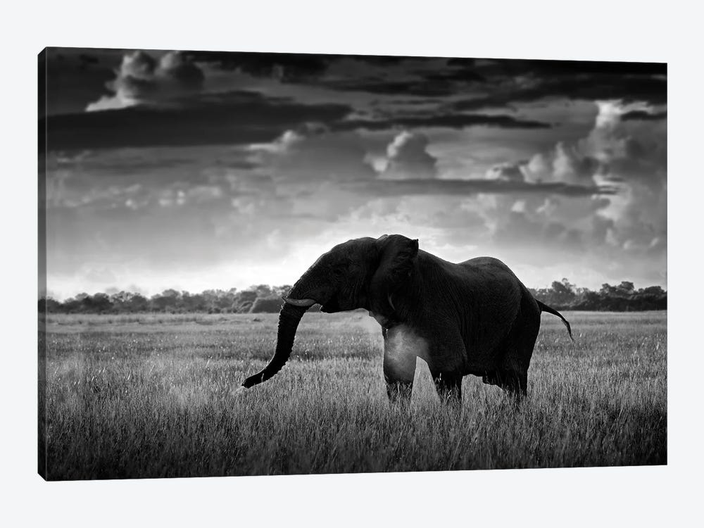 Elephant In Black & White by Ondřej Prosický 1-piece Canvas Art Print