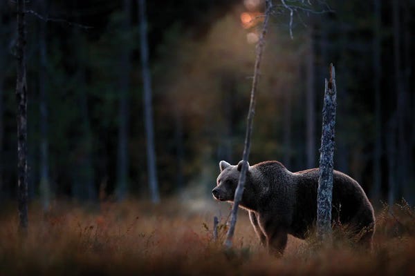 Grizzly Bears: Evening Bear by Ondřej Prosický