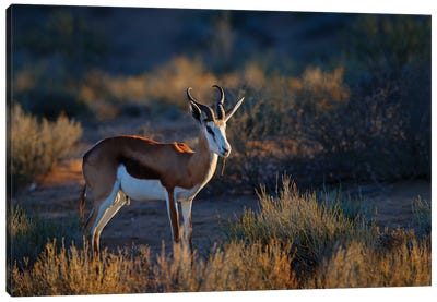 Evening Impala Canvas Art Print - Antelope Art